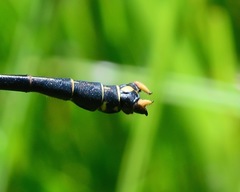 Octogomphus specularis