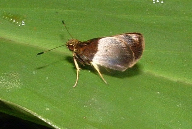 Black-spot Remella