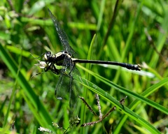 Octogomphus specularis