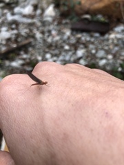 Ephemerella