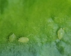 Myzus persicae