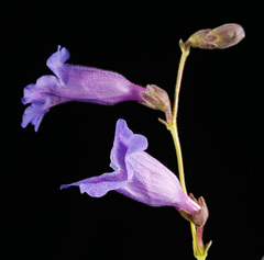 Penstemon dasyphyllus