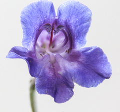 Penstemon dasyphyllus