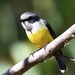 Western Yellow Robin - Photo (c) lancelot239, some rights reserved (CC BY-NC)