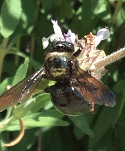iNaturalist observation photo of Western Carpenter Bee