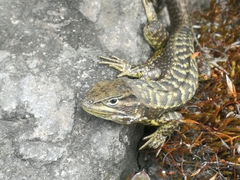 Stenocercus guentheri