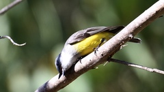 Eopsaltria griseogularis