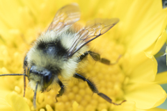 Bombus vancouverensis vancouverensis