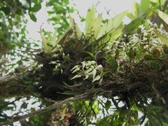 Trichosalpinx cedralensis