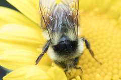 Bombus vancouverensis vancouverensis