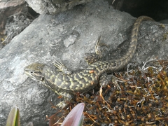 Stenocercus guentheri