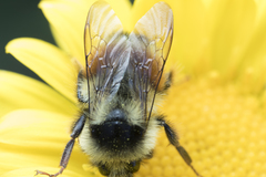 Bombus vancouverensis vancouverensis