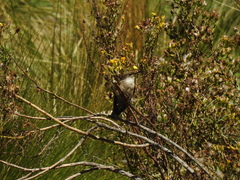 Oreotrochilus estella