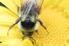 Bombus vancouverensis vancouverensis