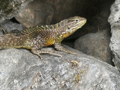 Stenocercus guentheri