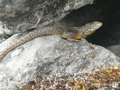 Stenocercus guentheri