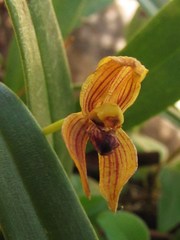 Maxillaria lineolata