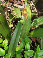 Maxillaria lineolata