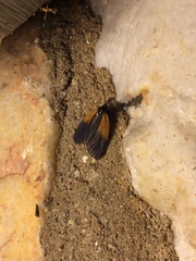 Pyromorpha dimidiata