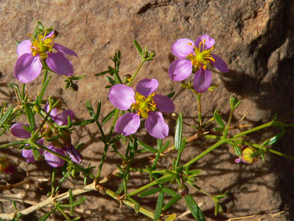 Fagonia orientalis