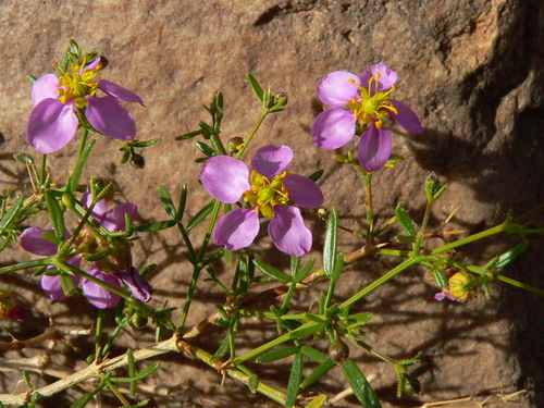 Fagonia orientalis image