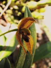 Maxillaria lineolata