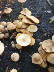 Fungi