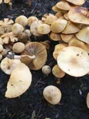 Fungi