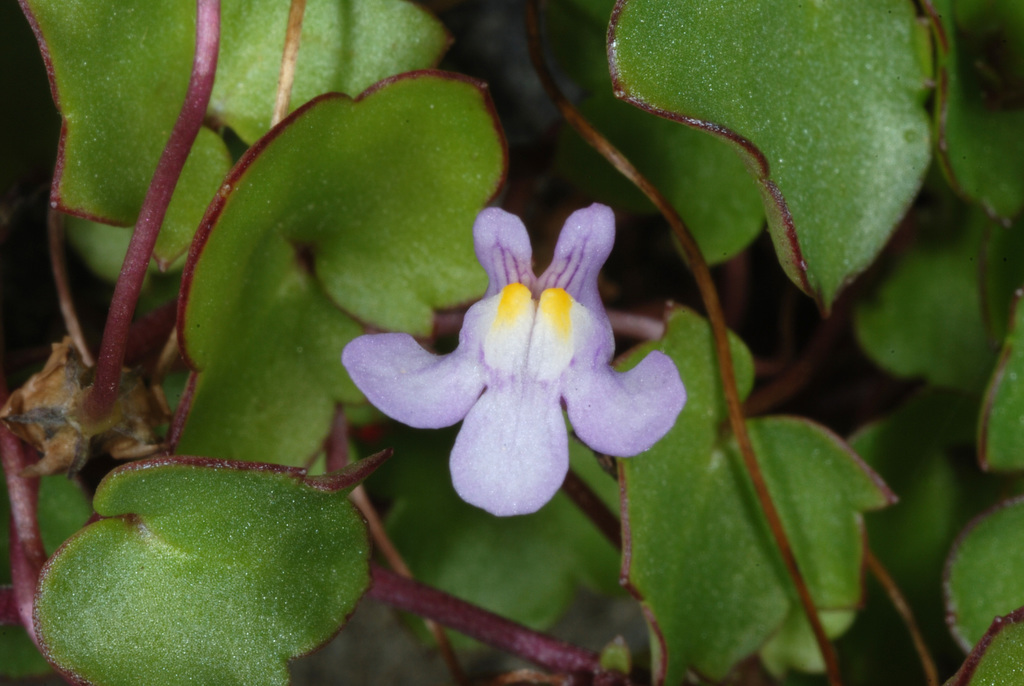 Cymbalaria muralis, Port Deposit, MD 21904, USA