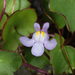 Ivy-leaved Toadflax - Photo (c) Douglas Goldman, some rights reserved (CC BY), uploaded by Douglas Goldman