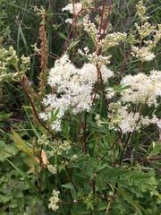 Filipendula ulmaria