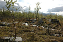 Betula pubescens pumila