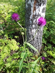 Cirsium heterophyllum