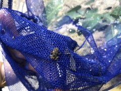 Ansonia albomaculata