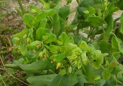 Cerinthe minor auriculata