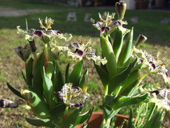 Ferraria densepunctulata