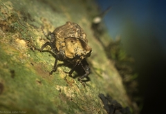 Brachyphyes thoracicus