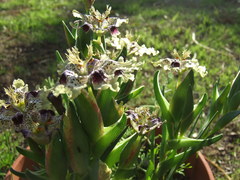 Ferraria densepunctulata