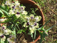 Ferraria densepunctulata