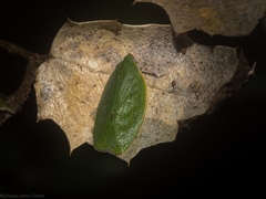 Anabunda murrayfletcheri