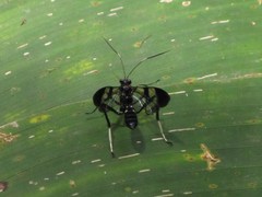 Macrojoppa