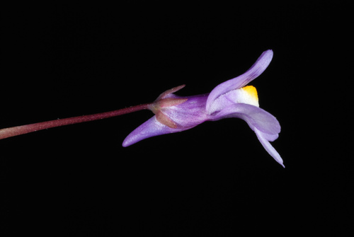 Cymbalaria muralis