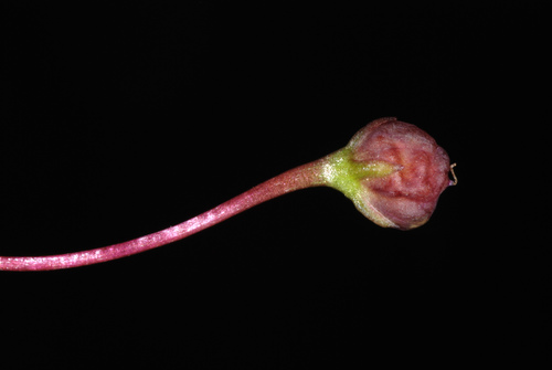 Cymbalaria muralis