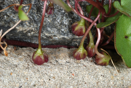 Cymbalaria muralis