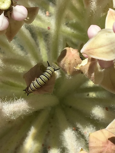 iNaturalist observation photo of Monarch