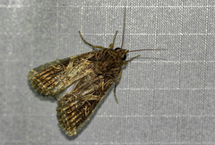 Spodoptera littoralis