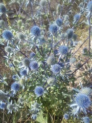 Eryngium planum