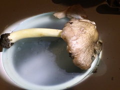 Pluteus deceptivus