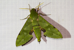 Euchloron megaera