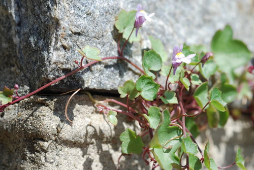 Cymbalaria muralis